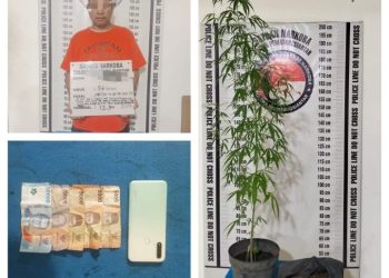 Tanam Ganja Dipot, Polres Pematangsiantar Amankan MH Dari Terminal Ex Sukadame.