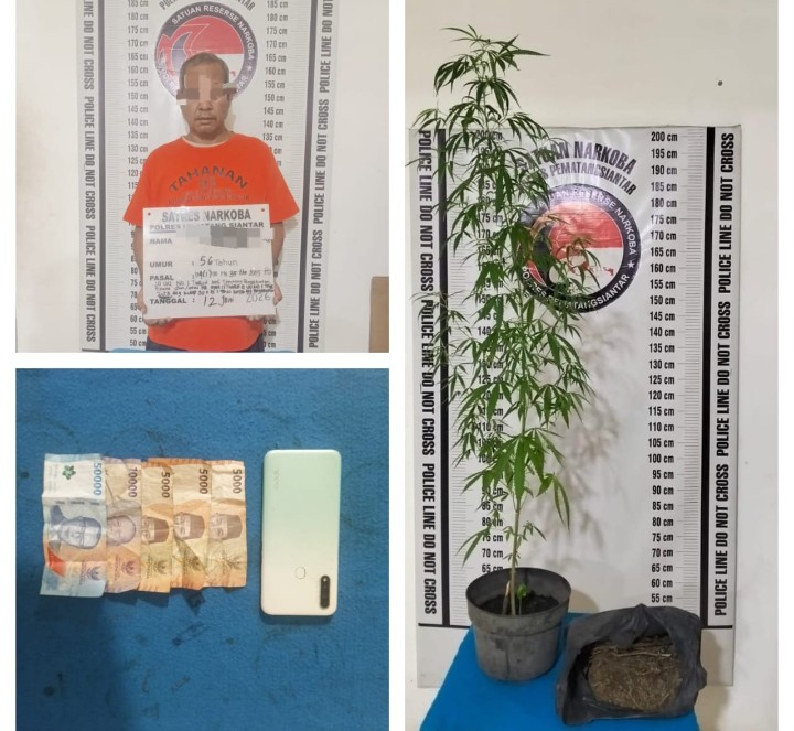 Tanam Ganja Dipot, Polres Pematangsiantar Amankan MH Dari Terminal Ex Sukadame.