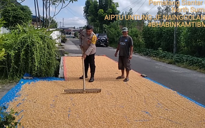 Bhabinkamtibmas Polsek Siantar Selatan Sambangi Warga Jemur Hasil Panen Jagung.