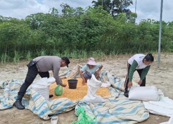 Bhabinkamtibmas Polsek Siantar Marihat Bantu Cek Kadar Air Jagung Petani Binaan Ke Bulog Pematangsiantar.