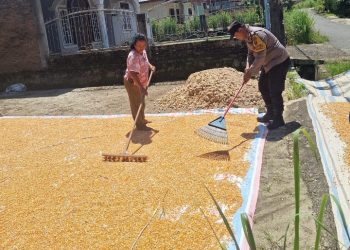 Bhabinkamtibmas Polsek Siantar Marihat Monitoring Petani Binaan Jemur Hasil Panen Jagung.