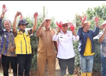 Dorong Komoditas Unggulan Tingkatkan Kesejahteraan Petani, Bupati Simalungun Lakukan Panen Raya Cabai Lokal Siboras.