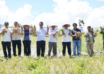 Percepat Transformasi Pertanian Modern, Bupati Simalungun Serahkan Alsintan & Panen Raya Bawang Merah di Nagori Bah Bolon.