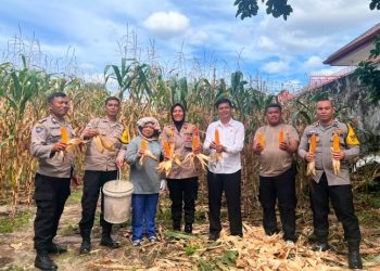 Kapolsek Siantar Selatan Panen Jagung Bersama Warga Binaan.