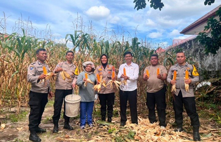 Kapolsek Siantar Selatan Panen Jagung Bersama Warga Binaan.