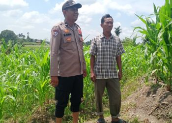 Dukung Ketapang, Bhabinkamtibmas Polsek Siantar Utara Cek Lahan Petani Binaan.