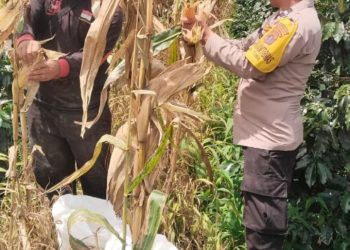 Bhabinkamtibmas Polsek Siantar Selatan Bersama Petani Binaan Panen Jagung.