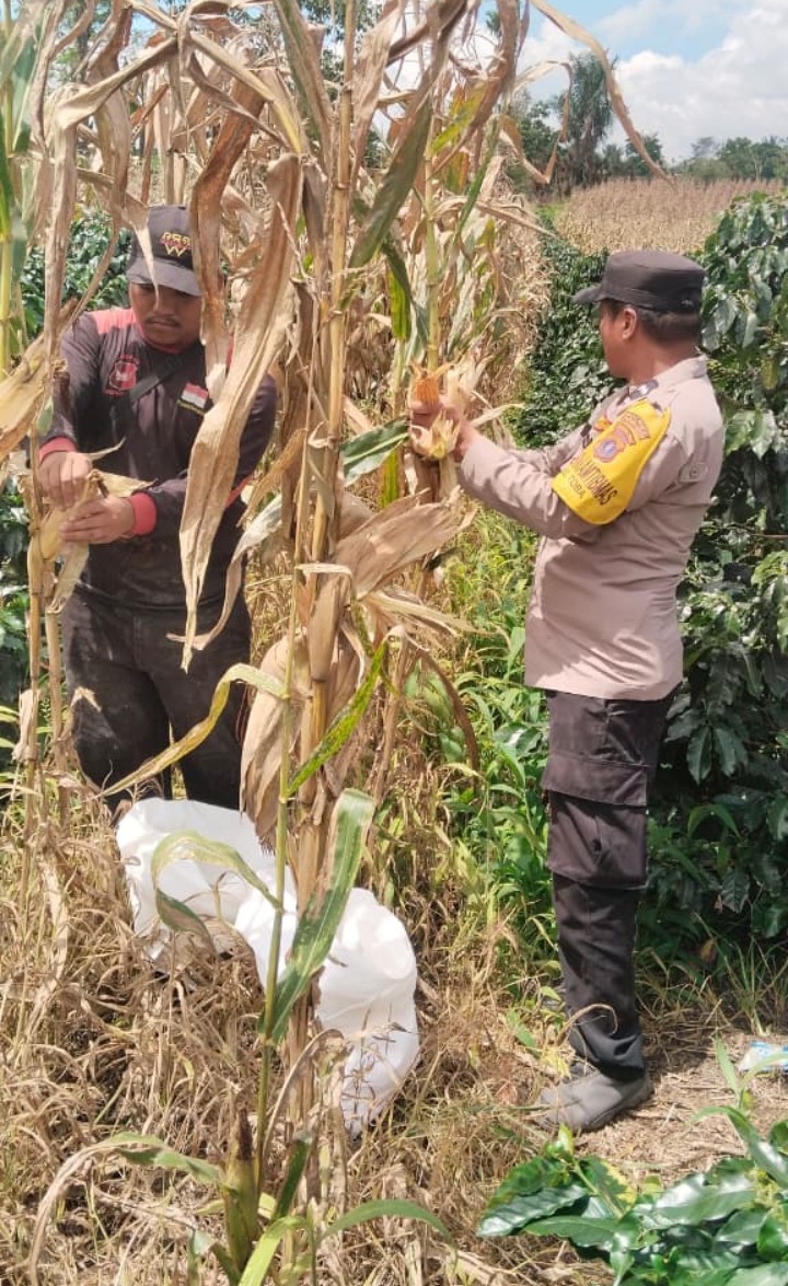 Bhabinkamtibmas Polsek Siantar Selatan Bersama Petani Binaan Panen Jagung.