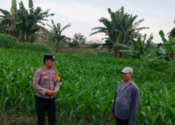 Bhabinkamtibmas Polsek Siantar Utara Turun ke Lahan Jagung, Beri Semangat Petani Hadapi Serangan Ulat Daun.