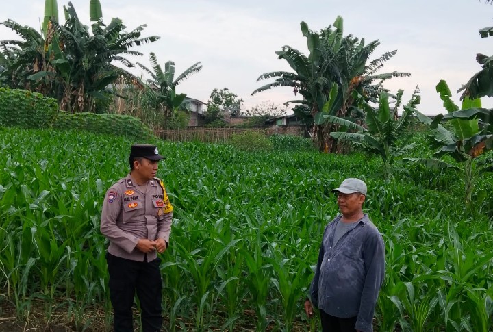 Bhabinkamtibmas Polsek Siantar Utara Turun ke Lahan Jagung, Beri Semangat Petani Hadapi Serangan Ulat Daun.