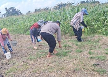 Bhabinkamtibmas Polsek Siantar Timur Cek Lahan Jagung Petani Binaan di Jalan Pattimura Ujung.