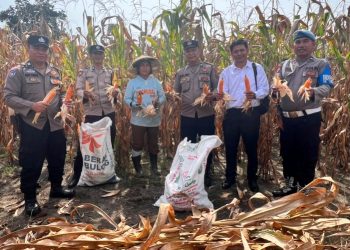 Polsek Siantar Selatan Panen Jagung Bersama Petani Binaan di Jalan Bendungan.