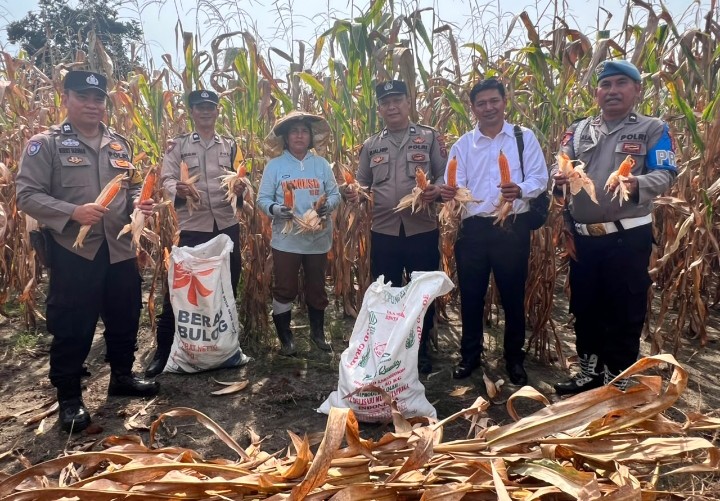 Polsek Siantar Selatan Panen Jagung Bersama Petani Binaan di Jalan Bendungan.