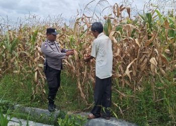 Bhabinkamtibmas Polsek Siantar Marihat Sambang & Monitoring Lahan Jagung Petani Binaan.