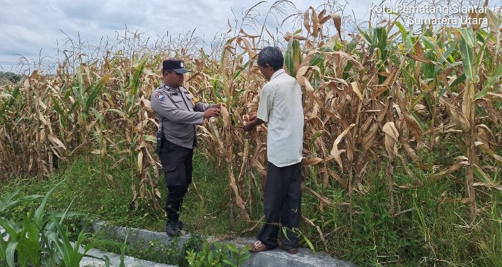 Bhabinkamtibmas Polsek Siantar Marihat Sambang & Monitoring Lahan Jagung Petani Binaan.
