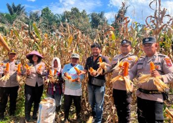 Polsek Siantar Selatan Bersama Petani Binaan Panen Jagung di Jalan Manunggal Karya.
