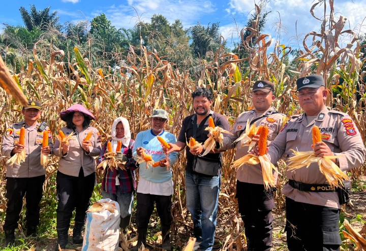 Polsek Siantar Selatan Bersama Petani Binaan Panen Jagung di Jalan Manunggal Karya.