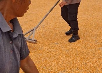 Bhabinkamtibmas Polsek Siantar Selatan Bantu Jemur Hasil Panen Jagung Petani Binaan.