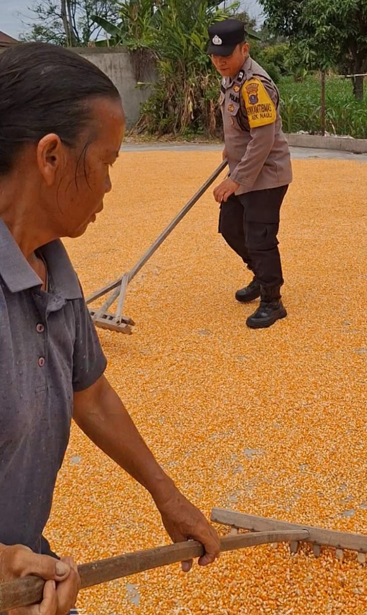 Bhabinkamtibmas Polsek Siantar Selatan Bantu Jemur Hasil Panen Jagung Petani Binaan.