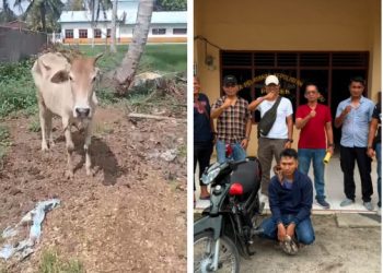 Sinergi Polsek Bosar Maligas Dan Jahtanras Polres Simalungun Berbuah Manis : Pencuri Ternak Lembu Yang Beraksi Dua Kali Berhasil Diringkus.