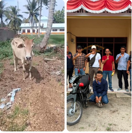 Sinergi Polsek Bosar Maligas Dan Jahtanras Polres Simalungun Berbuah Manis : Pencuri Ternak Lembu Yang Beraksi Dua Kali Berhasil Diringkus.
