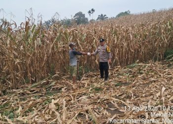 Bhabinkamtibmas Polsek Siantar Timur Cek Ladang Jagung Petani Binaan di Jalan Pattimura Ujung.