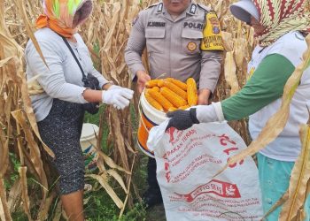 Bhabinkamtibmas Polsek Siantar Marihat Bersama Petani Binaan Panen Jagung di Perladangan Simarimbun Dolok.