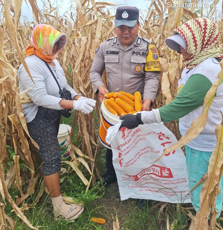 Bhabinkamtibmas Polsek Siantar Marihat Bersama Petani Binaan Panen Jagung di Perladangan Simarimbun Dolok.
