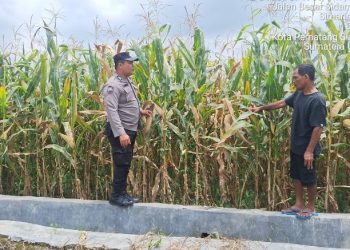 Polsek Siantar Marihat Montoring Lahan Jagung Petani Binaan Dukung Ketapang.