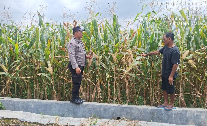 Polsek Siantar Marihat Montoring Lahan Jagung Petani Binaan Dukung Ketapang.