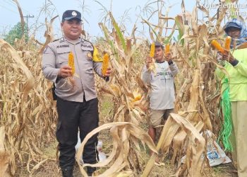 Dukung Ketapang, Bhabinkamtibmas Polsek Siantar Marihat Dampingi Petani Binaan Panen Jagung.