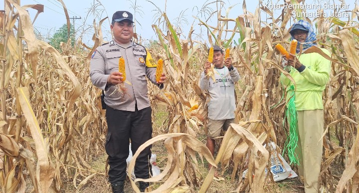 Dukung Ketapang, Bhabinkamtibmas Polsek Siantar Marihat Dampingi Petani Binaan Panen Jagung.