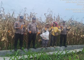 Polsek Siantar Marihat Dampingi Petani Binaan Panen Jagung.