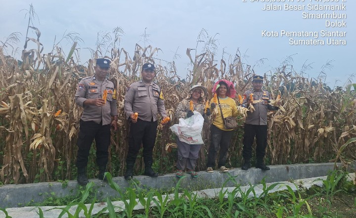 Polsek Siantar Marihat Dampingi Petani Binaan Panen Jagung.