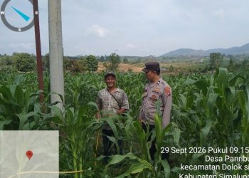 Polsek Dolok Silau Cek Tanaman Jagung Program Ketahanan Pangan, Panen Diperkirakan Desember.