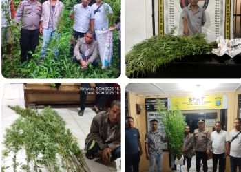 Respons Cepat Polres Simalungun, 12 Batang Ganja Ditemukan & Diamankan di Ladang Simpang Raya Dasma.