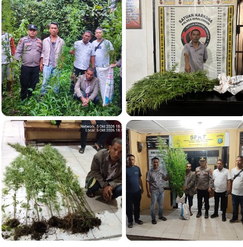 Respons Cepat Polres Simalungun, 12 Batang Ganja Ditemukan & Diamankan di Ladang Simpang Raya Dasma.