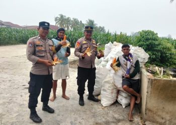 Polsek Siantar Marihat Bersama Petani Binaan Panen Jagung di Hamparan Marihat Jaya.