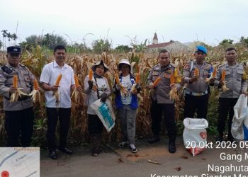 Polsek Siantar Selatan Dampingi Petani Binaan Panen Jagung di Gang Mandiri.