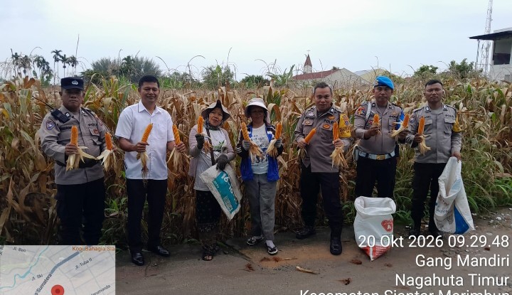 Polsek Siantar Selatan Dampingi Petani Binaan Panen Jagung di Gang Mandiri.