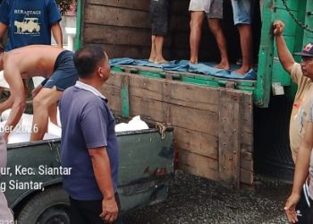 Polseķ Siantar Selatan Dampingi Penjualan Jagung Petani Binaan Ke Bulog Cabang Pematangsiantar.